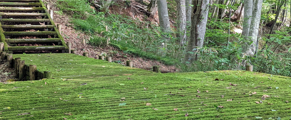 苔の道