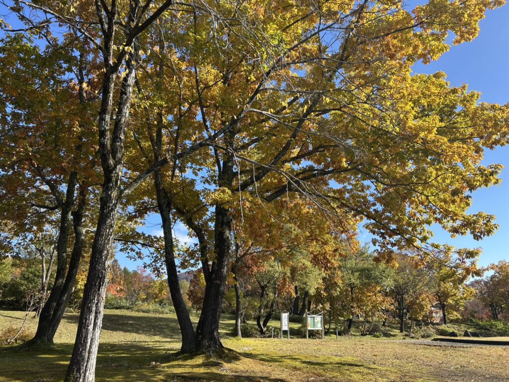 画像に alt 属性が指定されていません。ファイル名: S__17203212-1024x768.jpg