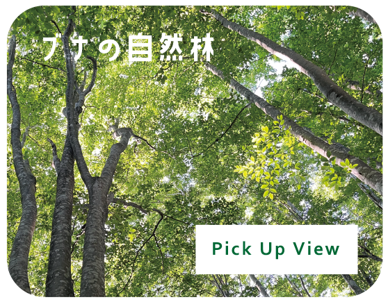 ブナの自然林