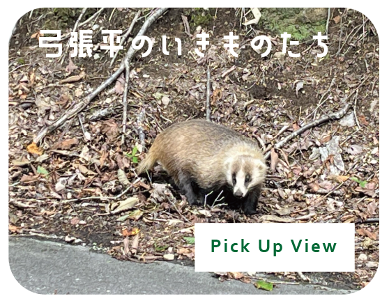 弓張平のいきものたち